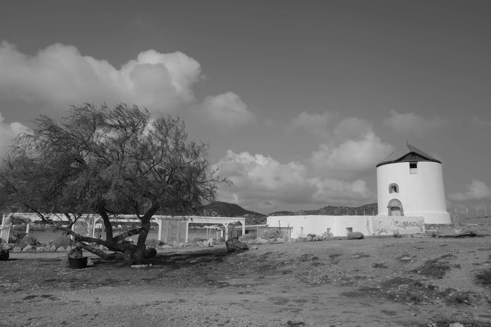 A bent tamarisk tree and a white windmill under heavy clouds
